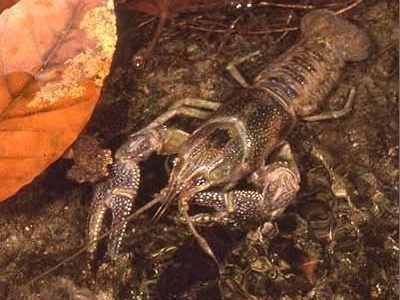Rusty crayfish