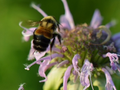 Rusty Patched Bumble Bee