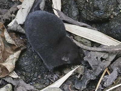 Ruwenzori Shrew