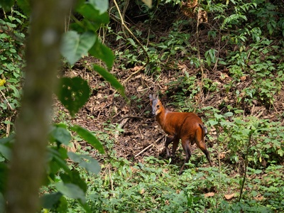 Rwenzori Duiker