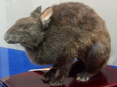 Ryukyu Rabbit