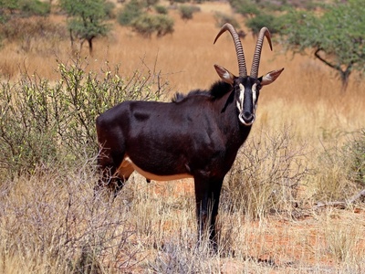 Sable antelope