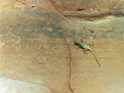 Saddle-backed Wall Gecko
