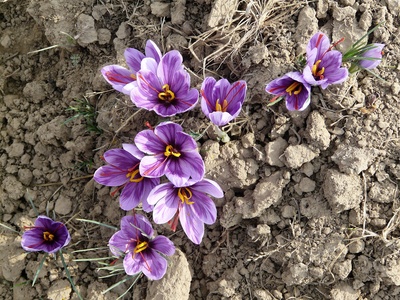 Saffron Crocus