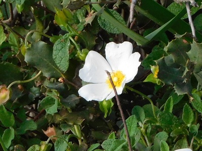 Sage-leaved rockrose