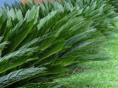 Sago palm