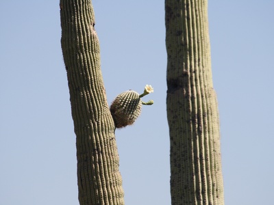 Saguaro blossom