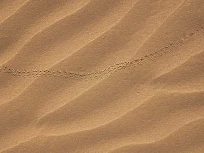Sahara sand viper