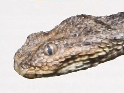 Sahara sand viper