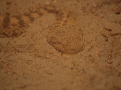 Sahara sand viper