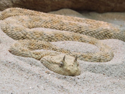 Sahara Sand Viper