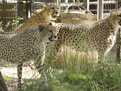 Saharan Cheetah