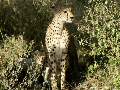 Saharan cheetah (historical remnant)