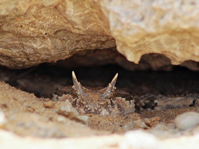 Saharan Horned Viper