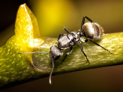 Saharan silver ant