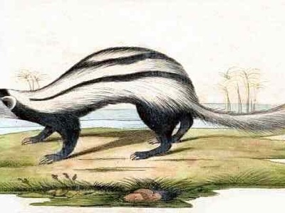 Saharan striped polecat