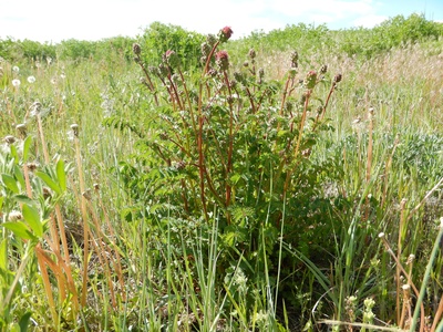 Salad Burnet