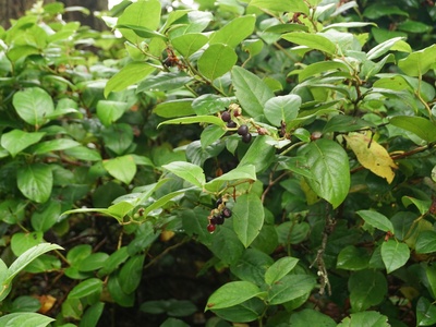 Salal Berry