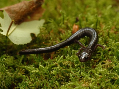 Salamander