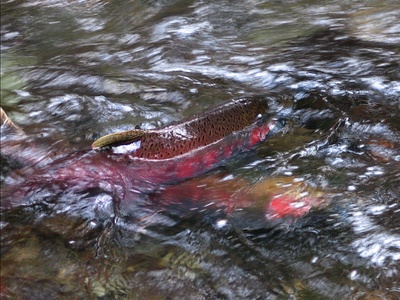 Salmon