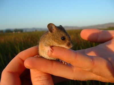 Salt-marsh Harvest Mouse