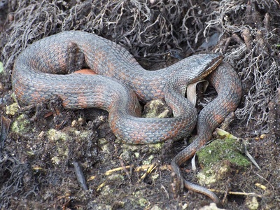 Salt Marsh Snake