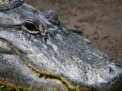 Saltwater Crocodile