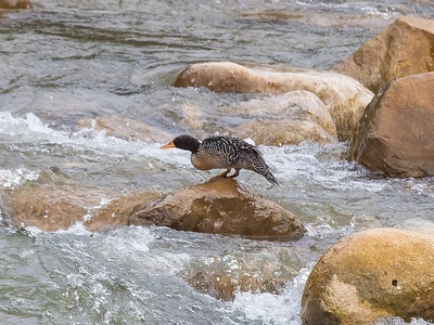 Salvadori's Teal