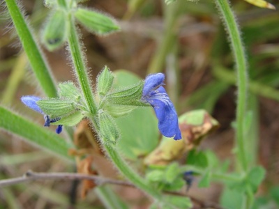 Salvia azul