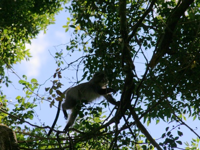 Samango Monkey (Southern)