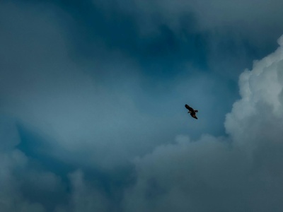 Samoa flying fox
