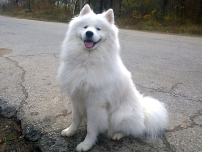 Samoyed