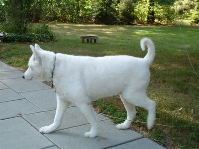 Samoyed