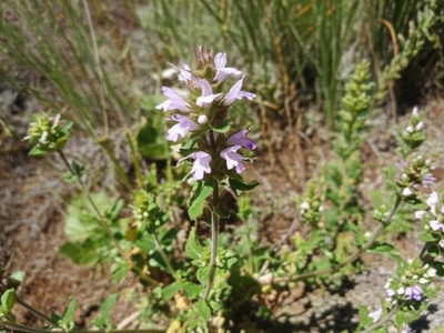 San Diego Thorn-mint