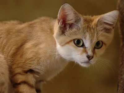 Sand Cat
