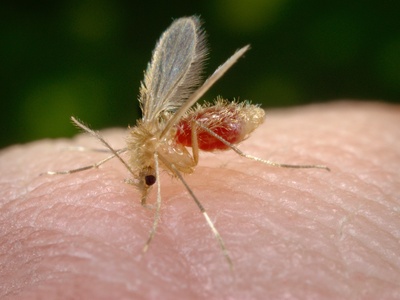 Sandfly (Leishmania vector)