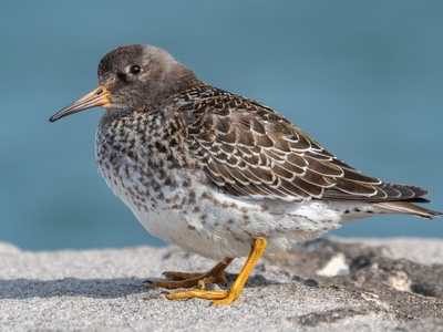Sandpiper
