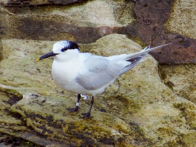 Sandwich Tern