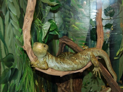 Sanford's Skink