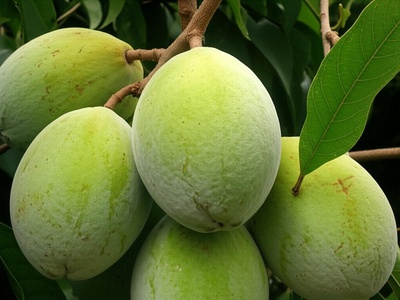 Sapote blanco (vacoa?)
