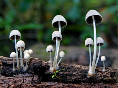 Saprotrophic mushrooms