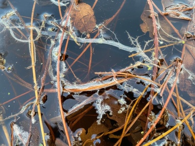 Saprotrophic oomycetes