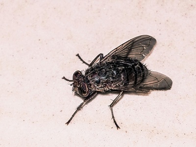 Saproxylic & carrion flies