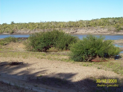 Sarandí blanco