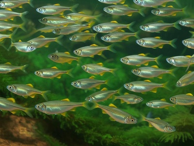 Sardinha-de-rabo-amarelo