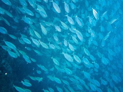 Sardinha-larga