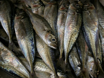 Sardinha