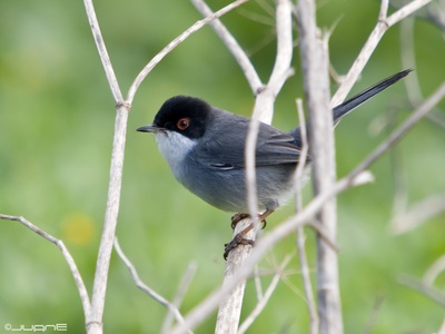 Sardinian warbler