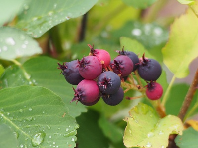 Saskatoon Berry