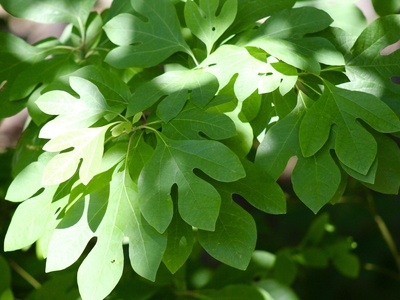 Sassafras